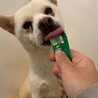 穏やかな性格の【コロ】ちゃん サムネイル4
