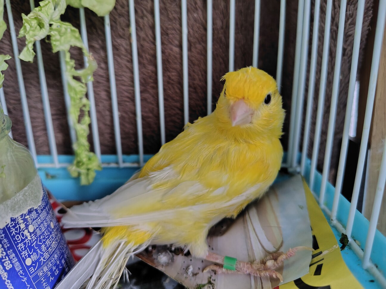 イエローカナリアの里親さん募集」岐阜県 - 鳥の里親募集(534427