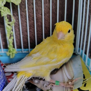 イエローカナリアの里親さん募集