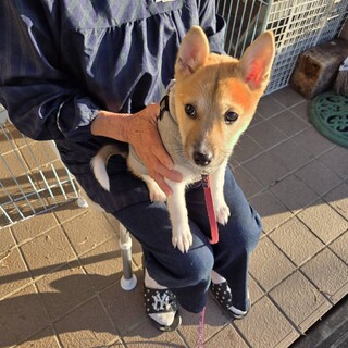 初心者でも飼いやすいミミーちゃん