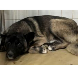 殺処分対象❗️収容期限1/22迄❗️延長なし