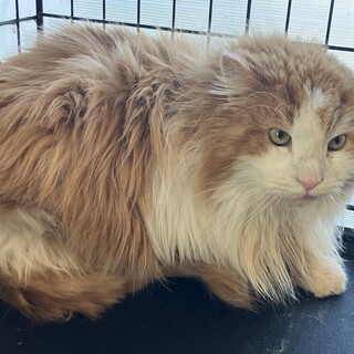 ノルウェージャンフォレストキャット 5歳 男の子