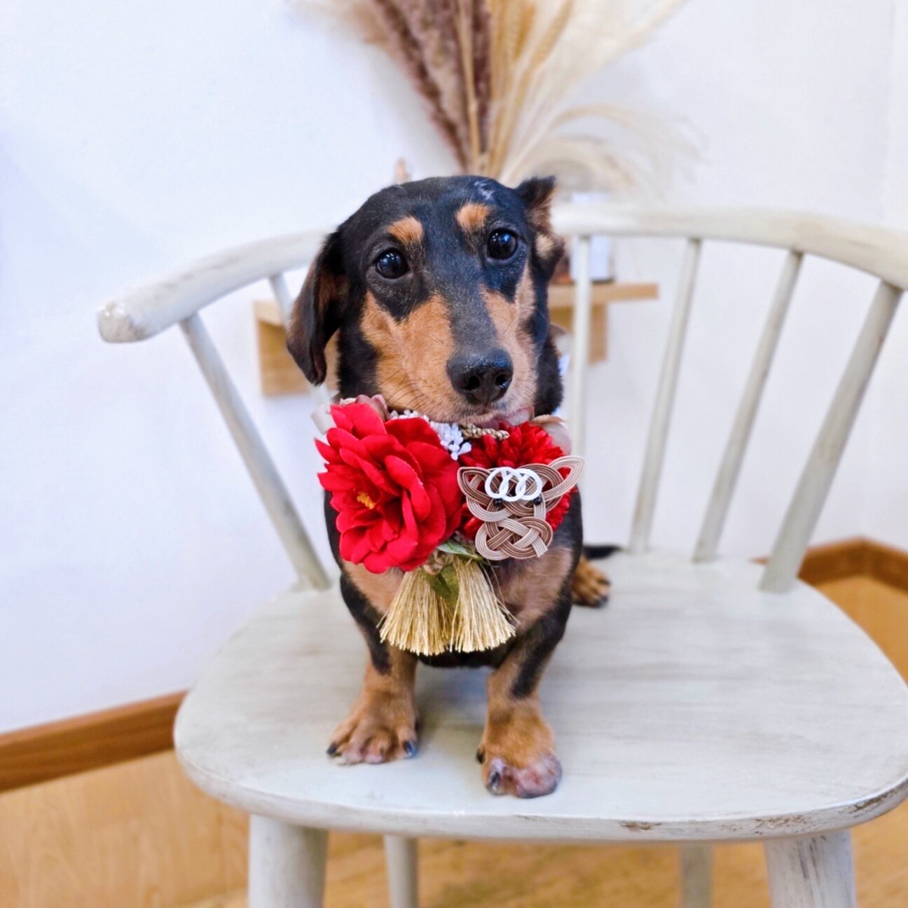 オーダー受付　薔薇　ダックス　ご予約ページ　1/5 トライアルが決まりました」栃木県 - 犬の里親募集(534433