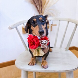 スムースダックスの女の子！うたちゃん♡