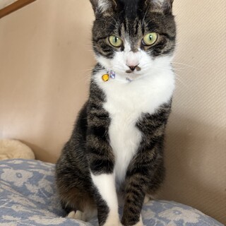 キラキラの目と白ソックスがおしゃれなキジ白男子