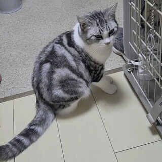 なでなで大好きな甘えたさん　でも猫は苦手です