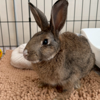 うさぎ島大久野島保護救出うさぎ　まひろ　３本脚