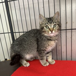 �l����C�s���I������R�V��ł��������|�b�L�[