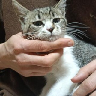 超甘えん坊でひっつき虫の白キジ 男の子 3ヶ月半