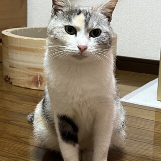 パステル三毛の女の子