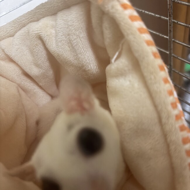 howdyのカバー写真