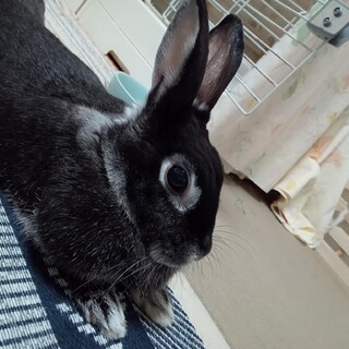 探検大好き！元気いっぱい【モアナちゃん】