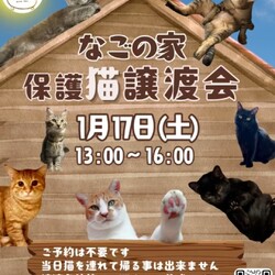 なごの家保護猫譲渡会inなごの家