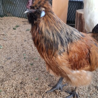 烏骨鶏とチャボのハーフ