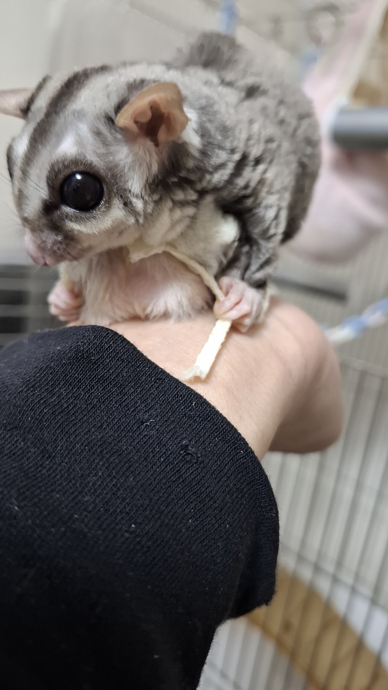 フクロモモンガ（♀）※飼」東京都 - 小動物の里親募集(534356