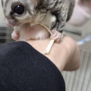 フクロモモンガ（♀）※飼育セットもお譲りします