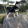 柴犬の村