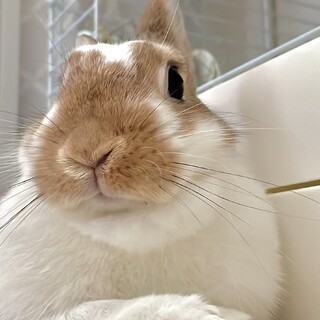 【ミニウサギ】なでなで好きな4歳の女の子