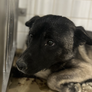 殺処分対象❗️収容期限1/22迄❗️延長なし