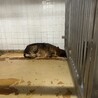 殺処分対象❗️収容期限1/22迄❗️延長なし サムネイル7