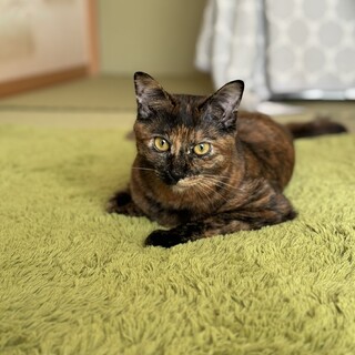 唯一無二のサビ柄のいろはちゃん♡