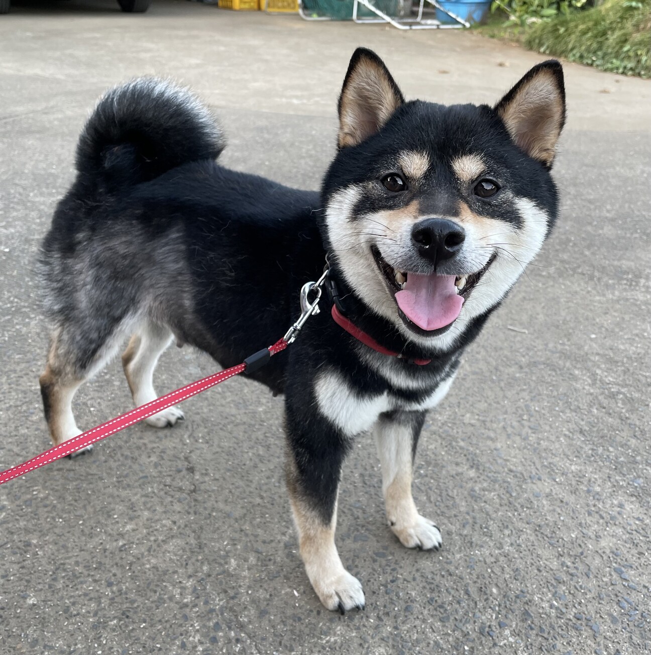 黒柴犬 女の子」茨城県 - 犬の里親募集(534444) :: ペットのおうち【里親決定30万頭！】