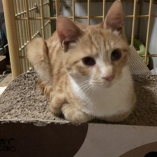 トライアル中　甘〜い鳴き声の　茶白パンケーキくん