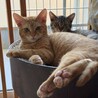 短い猫生を甘々に ★ルック サムネイル6