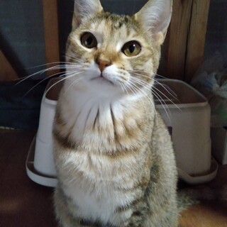 譲渡会　少し鼻ペチャな麦わらのお豪(ごう)ちゃん