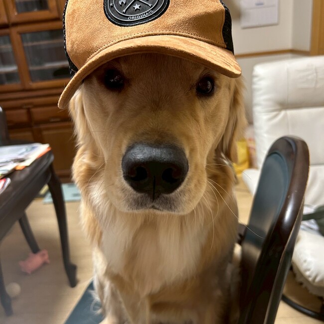 ミャーチィーのカバー写真