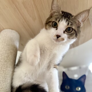 【1/18譲渡会】オハナちゃん(2匹一緒)