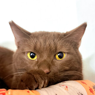 レア色！チョコレートタビー/トマッシュさん