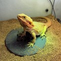 フトアゴヒゲトカゲの女の子。1才8ヶ月