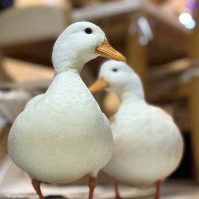 ロッチ松のカバー写真