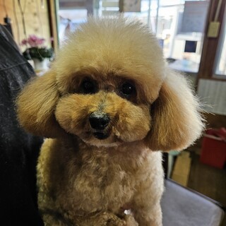 繁殖引退犬です。