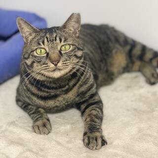 困り顔の風太くん