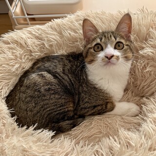 【1/18譲渡会】おこめちゃん(2匹一緒)