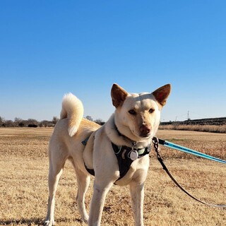 あやめ　女の子　お散歩優秀な肝っ玉母さん