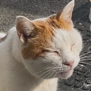 【飼い主他界】里親様探してます。去勢・ワクチン済み