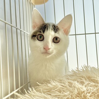 【1/18譲渡会】たまこちゃん(2匹一緒)