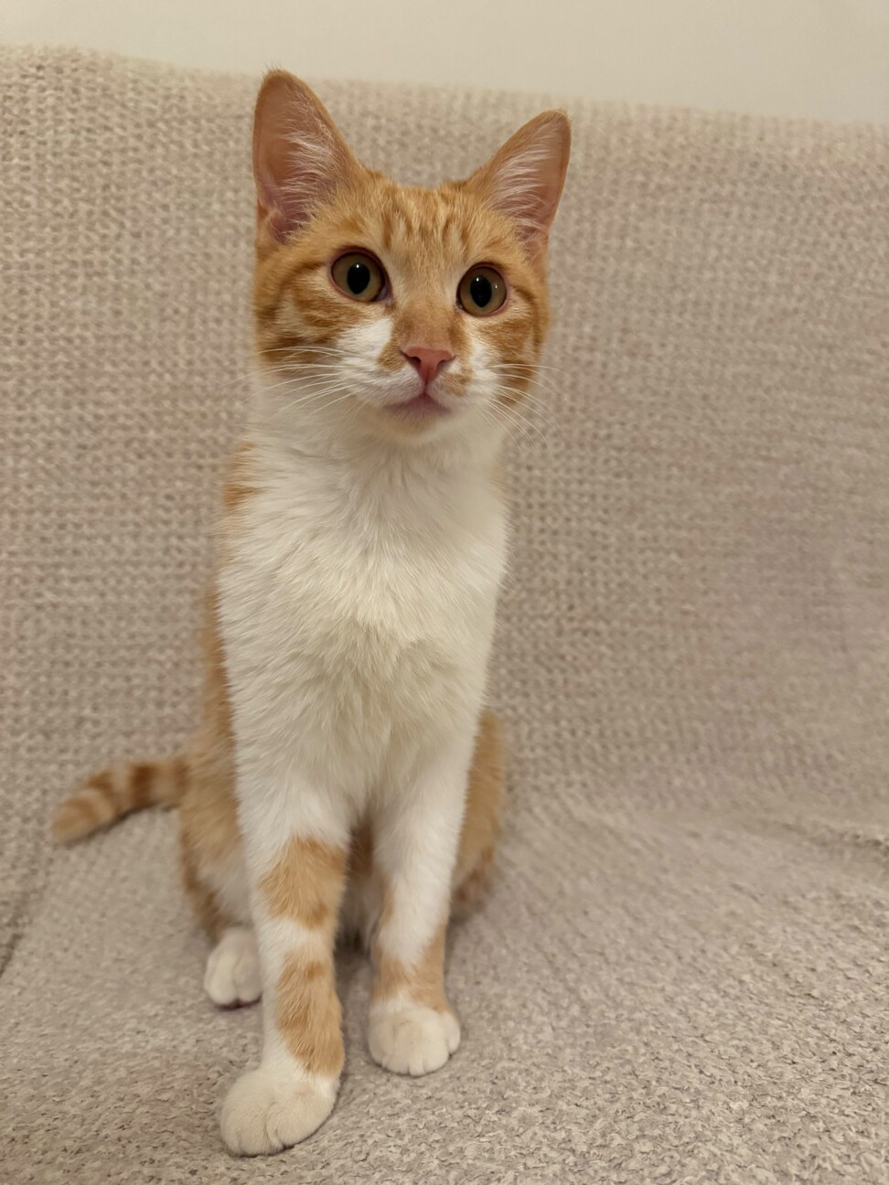 犬みたいに人なつっこい！甘えん坊『ひかる』5カ月 サムネイル2