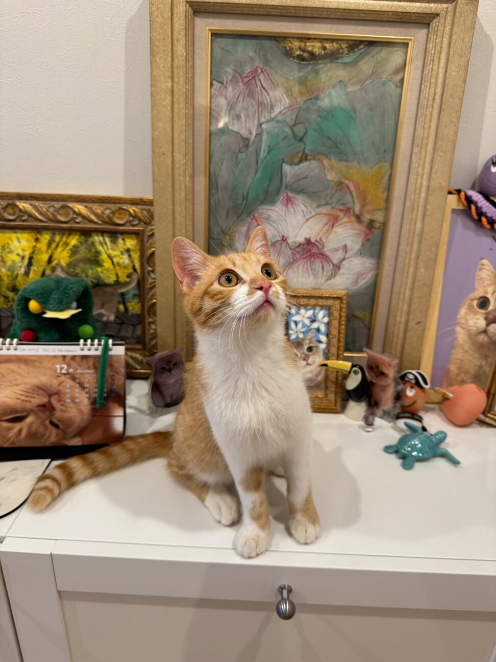 犬みたいに人なつっこい！甘えん坊『ひかる』5カ月 サムネイル3