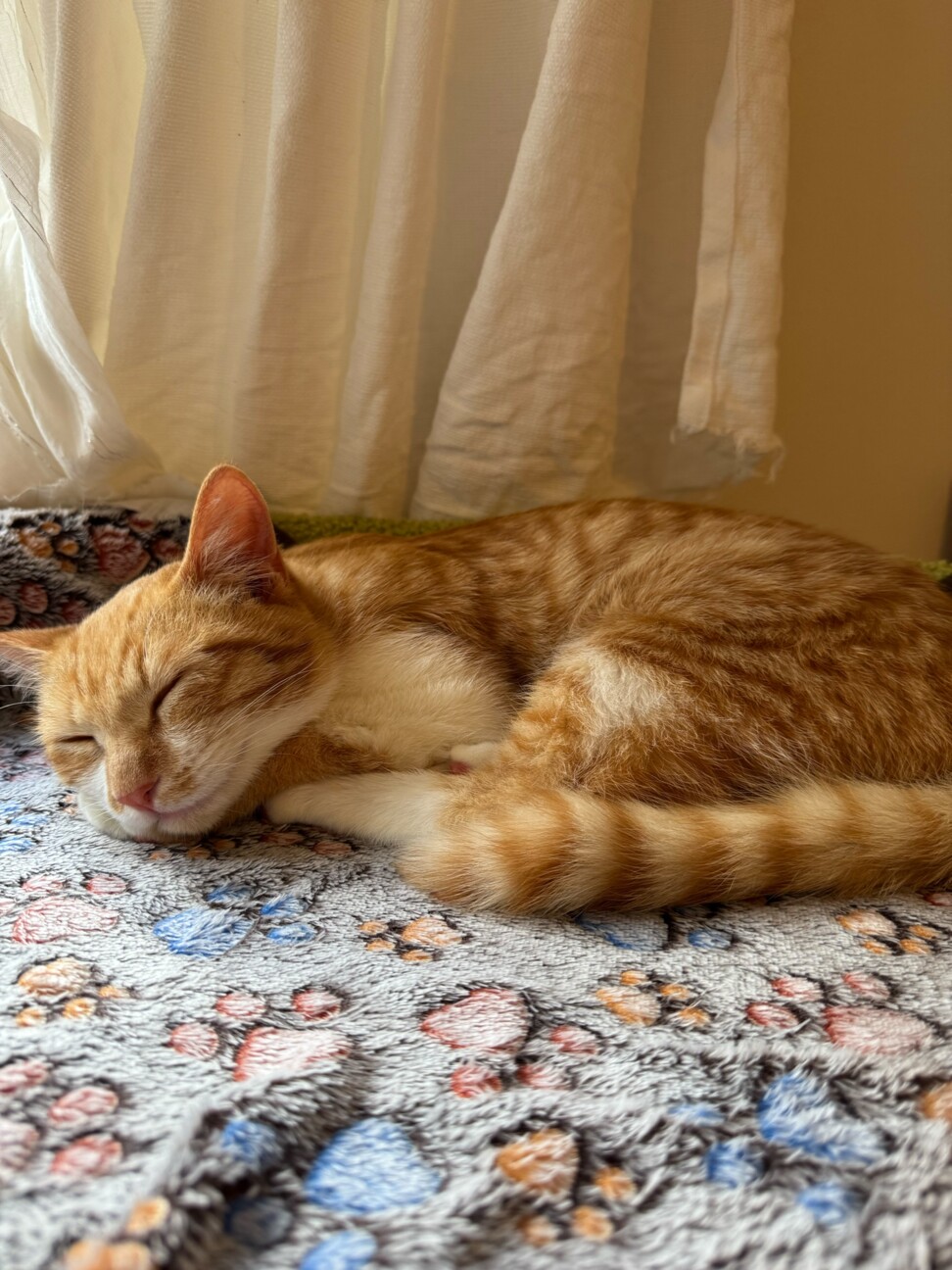 犬みたいに人なつっこい！甘えん坊『ひかる』5カ月 サムネイル7