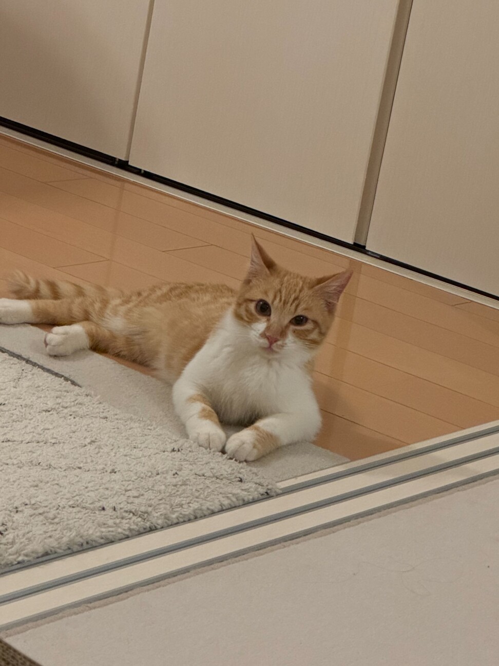 犬みたいに人なつっこい！甘えん坊『ひかる』5カ月 サムネイル6