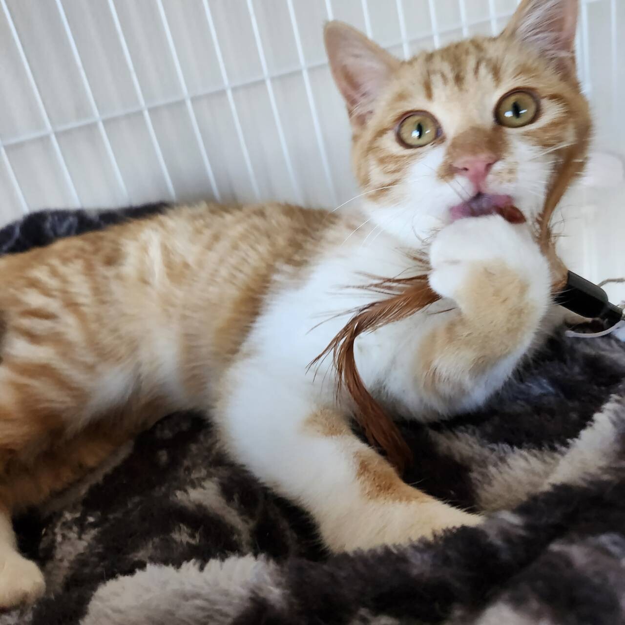 犬みたいに人なつっこい！甘えん坊『ひかる』5カ月 サムネイル4