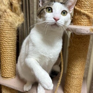 キャンドルテールが魅力的な甘えん坊男子「ふぅ」