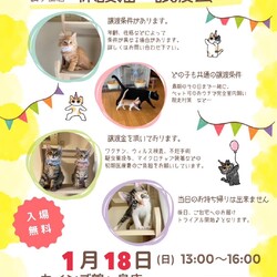秘密結社ねこのひげ♡保護猫譲渡会