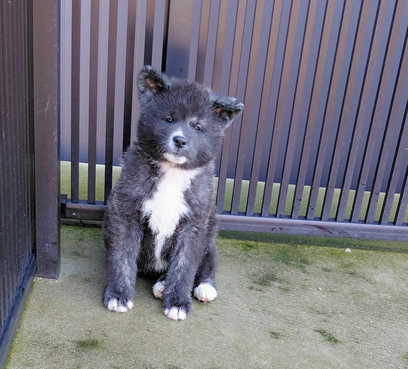 可愛がって頂ける方を募集します！ サムネイル2