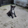 可愛がって頂ける方を募集します！ サムネイル4