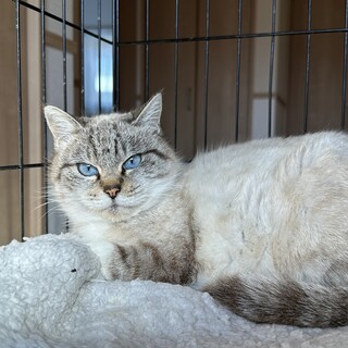 シャムミックスの女の子(FeLV)